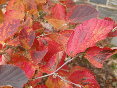 Hamamelis vernalis 'Red Imp' JWC (3)