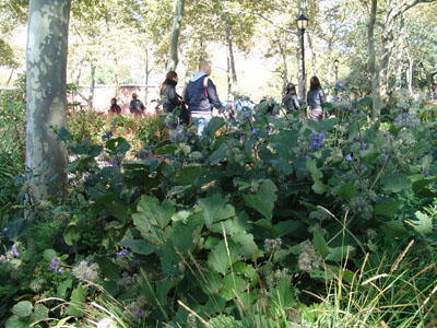 Clematis heracleifolia 'Wyevale' serves as a groundcover in Battery Park. photo credit: R. Robert