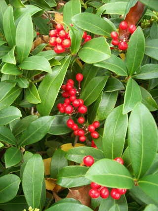 Skimmia japonica in fruit JWC