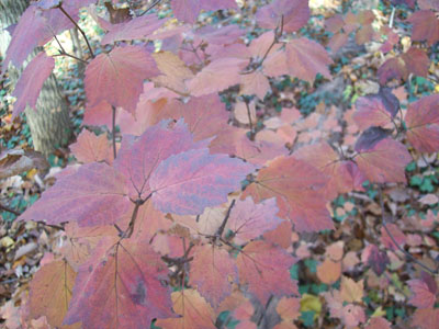 Viburnum acerifolium (3) JWC