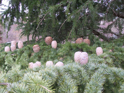 Cedrus libani (2) JWC