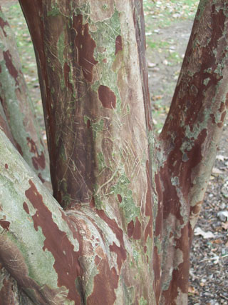 Lagerstroemia fauriei 'Fantasy' (2) JWC