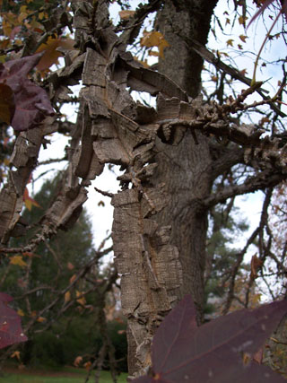 Liquidambar styraciflua 'Corky' JWC