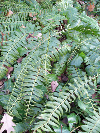 Polystichum acrostichoides