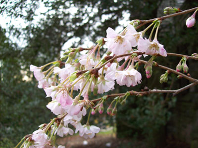 Prunus subhirtella 'Autumnalis Rosea' (3) JWC