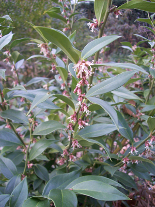 Sarcococca orientalis (3) JWC