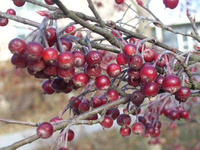 Aronia arbutifolia 'Brilliantissima' JWC