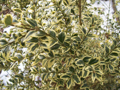 Buxus sempervirens 'Elegantissima' JWC