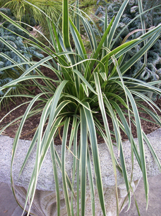 Carex morrowii 'Ice Dance' JWC