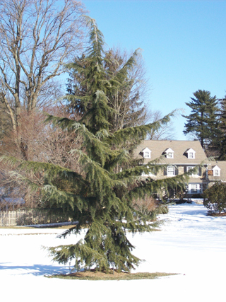 Cedrus deodora 'Shalimar' JWC