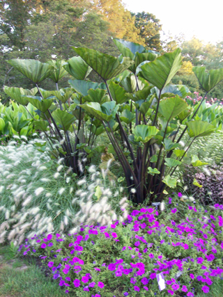 Colocasia esculenta 'Tea Cup' JWC