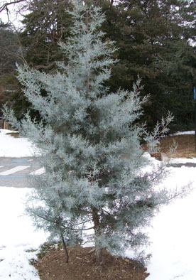 Cupressus arizonica 'Blue Ice' (3) JWC