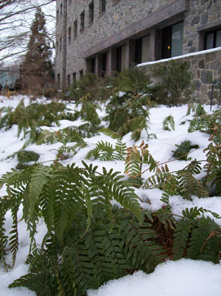 Dryopteris erythrosora by Kohlberg (2) JWC