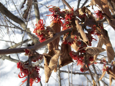 Hamamelis vernalis bloom JWC