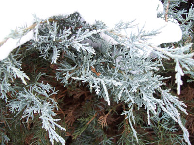 Juniperus virginiana 'Grey Owl' JWC