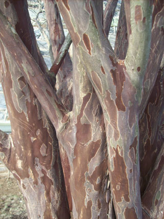 Lagerstroemia fauriei 'Townhouse' (3) JWC