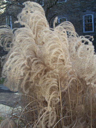 Miscanthus sinensis 'Morning Light' close JWC