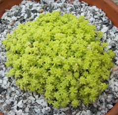 Sedum japonica 'Gold Dots' JWC