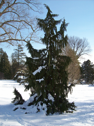 Xanthocyparis nootkatensis 'Pendula' JWC