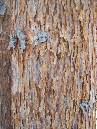 Acer griseum x maximowicziana (Rochester Hybrid) bark (3) JWC