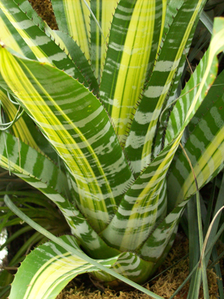 Aechmea chantinii 'Samurai' JWC