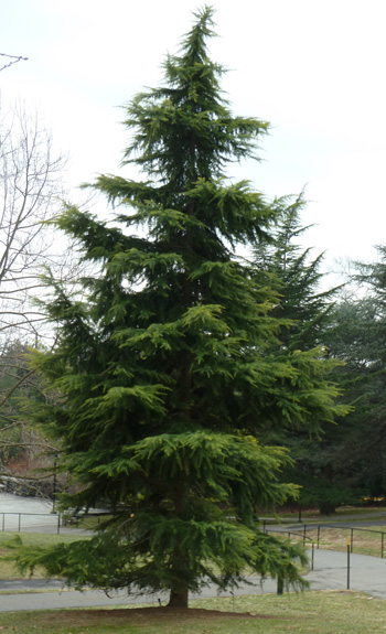 Cedrus deodora 'Roman Gold' JWC blog