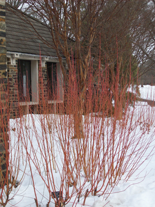 Cornus sericea 'Cardinal' mass (2) JWC