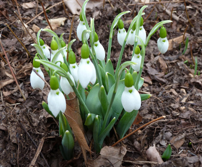 Galanthus elwesii JWC blog