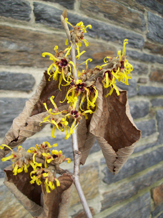 Hamamelis mollis 'Early Bright' bloom JWC