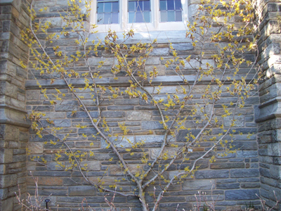 Hamamelis mollis 'Early Bright' espalied JWC