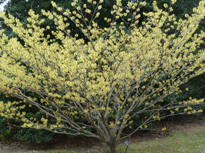 Hamamelis x intermedia 'Primavera' JWC blog