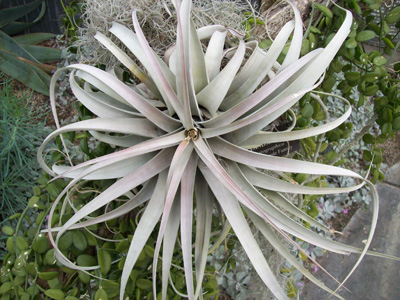 Tillandsia xerographica @Longwood JWC blog