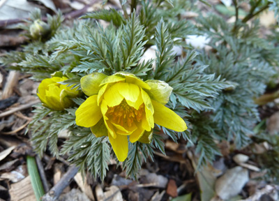 Adonis amurensis photo credit: J. Coceano