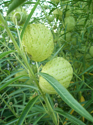 Ascelpias physocarpa seed pod (3) JWC