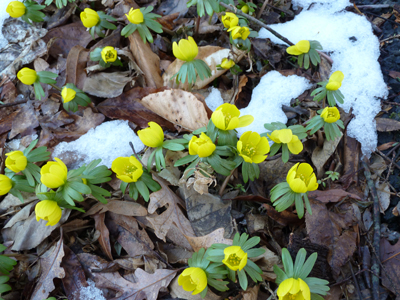 Eranthis hyemalis group (2) JWC