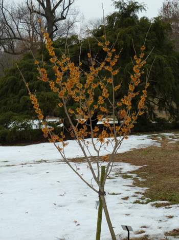 H x intermedia 'Orange Peel' JWC