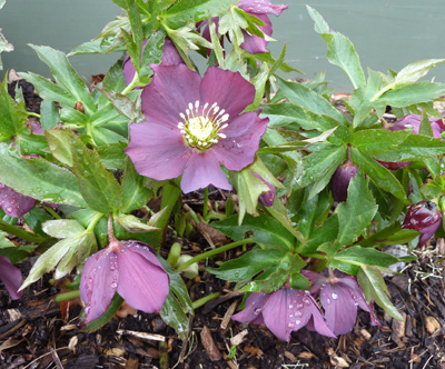 Helleborus Brandywine TM Strain photo credit: J. Coceano