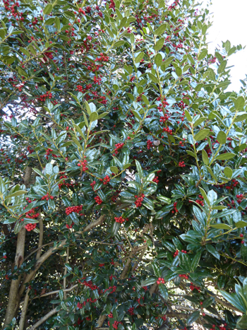 Ilex cornuta 'Burford Dwarf' (2) JWC