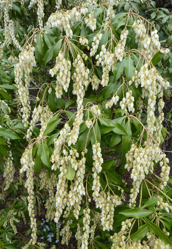 Pieris japonica photo credit: J. Coceano