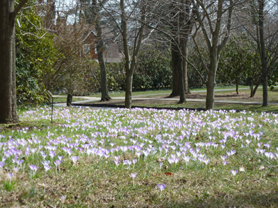 Snow crocus corner of Elm and Walnut (1) JWC