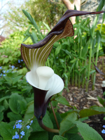 Arisaema sikokianum (1) JWC blog