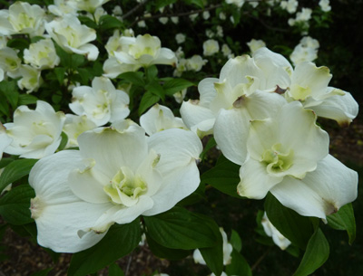 Cornus florida 'Pluribracteata' (1) JWC blog