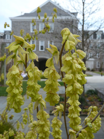 Corylopsis veitchiana (1) JWC blog