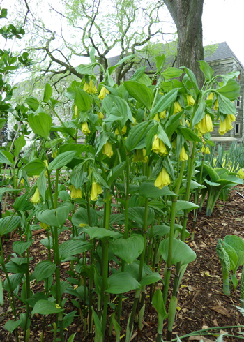 Disporum flavum (2) JWC blog