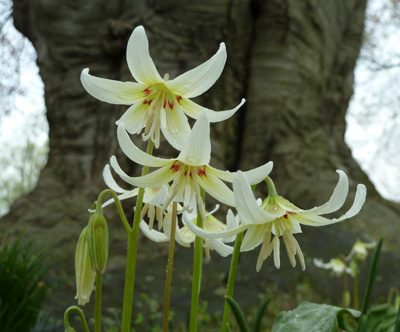 Erythronium revolutum under beech JWC blog