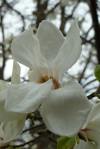 Magnolia kobus var. borealis (4) JWC blog