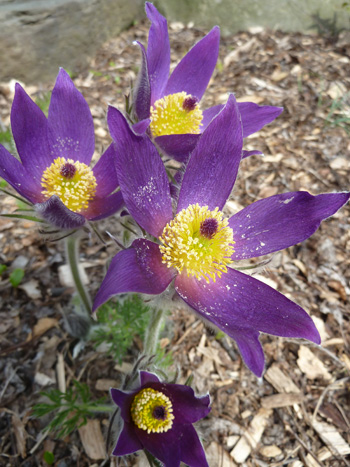 Pulsatilla vulgaris (2) JWC blog