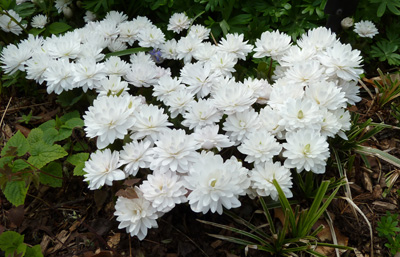 Sanguinaria canadensis 'Multiplex' (1) JWC blog