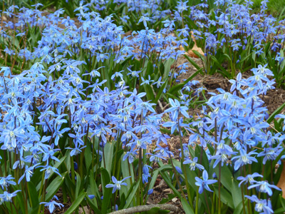 Scilla siberica (1) JWC blog