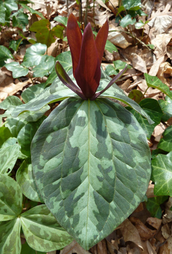 Trillium sessile (2) JWC blog